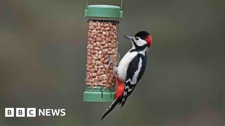 Want to help garden birds? Don’t feed them in warmer months, says RSPB